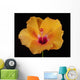 An Orange Hibiscus Wall Mural
