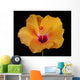 An Orange Hibiscus Wall Mural