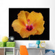 An Orange Hibiscus Wall Mural