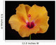 An Orange Hibiscus Wall Mural