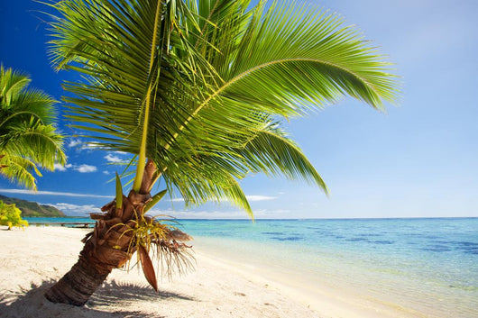 Small palm tree hanging over stunning lagoon Wall Mural