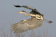 Graureiher Ardea Cinerea Wall Mural
