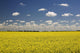 Flowering Canola Field With Clouds Overhead Wall Mural