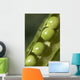 An Opened Green Pea Pod Wall Mural