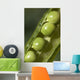 An Opened Green Pea Pod Wall Mural