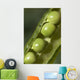An Opened Green Pea Pod Wall Mural