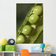 An Opened Green Pea Pod Wall Mural
