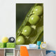 An Opened Green Pea Pod Wall Mural