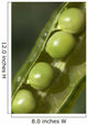 An Opened Green Pea Pod Wall Mural