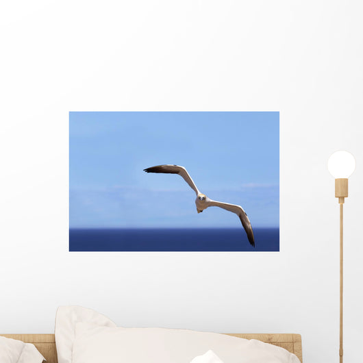 Gannet Flying Over The Water Wall Mural