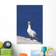 Gannet With An Attitude Staring At The Camera Wall Mural