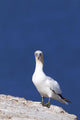 Gannet With An Attitude Staring At The Camera Wall Mural