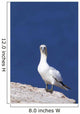 Gannet With An Attitude Staring At The Camera Wall Mural