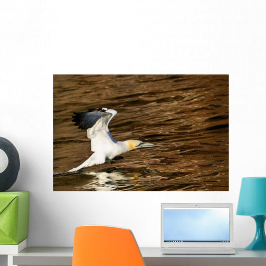 Gannet Flying Away From Water Level Wall Mural