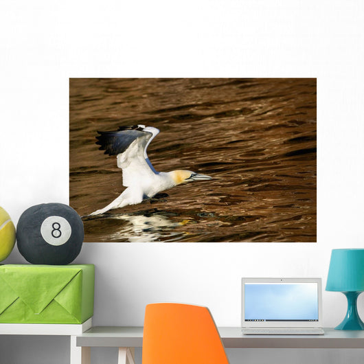 Gannet Flying Away From Water Level Wall Mural