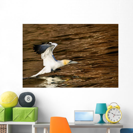 Gannet Flying Away From Water Level Wall Mural