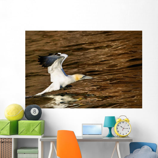 Gannet Flying Away From Water Level Wall Mural