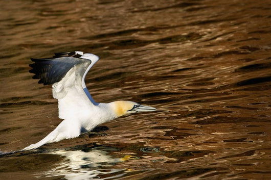 Gannet Flying Away From Water Level Wall Mural