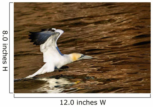 Gannet Flying Away From Water Level Wall Mural