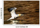 Gannet Flying Away From Water Level Wall Mural