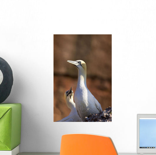Two Gannets Interacting Wall Mural