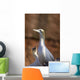 Two Gannets Interacting Wall Mural