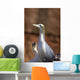 Two Gannets Interacting Wall Mural