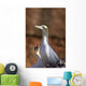 Two Gannets Interacting Wall Mural