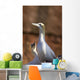 Two Gannets Interacting Wall Mural