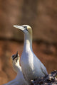 Two Gannets Interacting Wall Mural