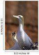 Two Gannets Interacting Wall Mural
