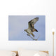 Osprey On A Tree Branch Wall Mural