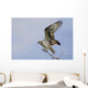 Osprey On A Tree Branch Wall Mural