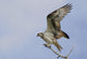 Osprey On A Tree Branch Wall Mural