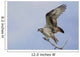 Osprey On A Tree Branch Wall Mural