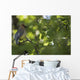 Cedar Waxwing On A Tree Branch Wall Mural
