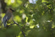 Cedar Waxwing On A Tree Branch Wall Mural