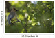 Cedar Waxwing On A Tree Branch Wall Mural