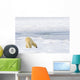 Polar Bear Being Curious, Sniffing And Exploring Territory For Food Wall Mural