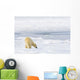 Polar Bear Being Curious, Sniffing And Exploring Territory For Food Wall Mural