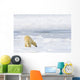 Polar Bear Being Curious, Sniffing And Exploring Territory For Food Wall Mural