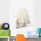 Curious Young Polar Bear Exploring Wall Mural