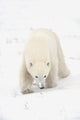 Curious Young Polar Bear Exploring Wall Mural