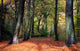Vibrant Woodland Scene in Autumn Wall Mural