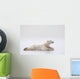 Polar Bear Laying On A Lake Of Ice Wall Mural