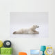 Polar Bear Laying On A Lake Of Ice Wall Mural