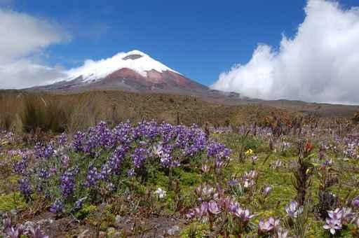 Cotopaxi Volcan Wall Mural