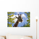 giraffe Wall Mural