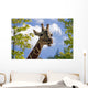 giraffe Wall Mural