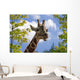 giraffe Wall Mural